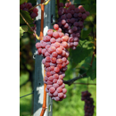 Keltertraube - Souvignier Gris FR420 - Unterlage 5BB