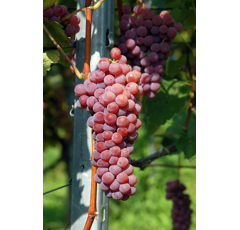 Keltertraube - Souvignier Gris FR420 - Unterlage 5BB