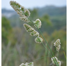 Dactyle précoce - Amba
