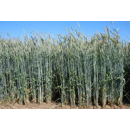 SU Bendix BIO - Hybrider Winterroggen