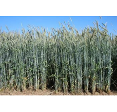 SU Bendix BIO - Hybrider Winterroggen