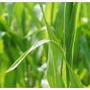 SIMIBUT 500 - Import Butisan S