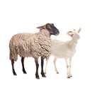 Matériel d'élevage pour ovins et caprins