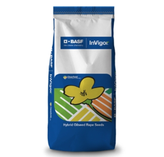 Colza - InVigor A1170 BASF