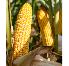 Saatmais - Mammut (S270 K270) AGASAAT