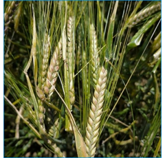 Cebada de primavera - BASIC