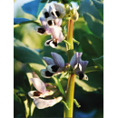 Féverole de printemps - RGT Allison