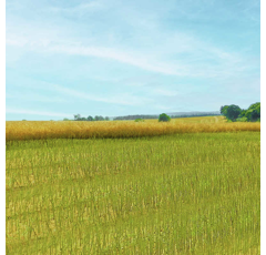 Vespa | Hybrider Winterraps