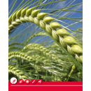 Orge d'hiver brassicole - Calypso