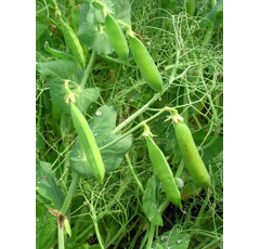 Pois protéagineux jaune d'hiver - Uppercut - BIO