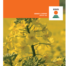 Colza hybride - KWS Mikados