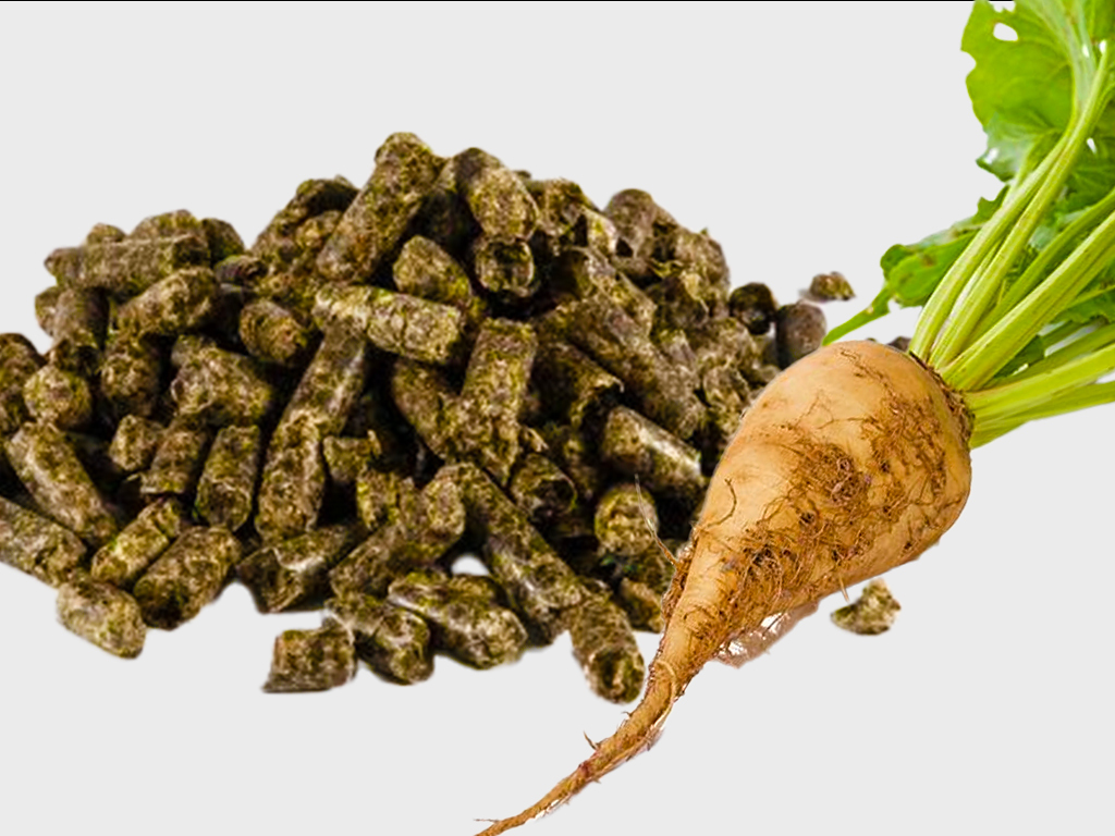 Pulpe de betterave déshydratée Alimentation Animale
