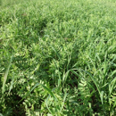 Pannonische Wicke - DETENICKA