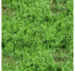 Vesce de printemps - Mickaëla - Résistante aphanomyces