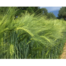 Winterweichweizen - Axioma BIO