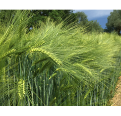 Winterweichweizen - Axioma BIO