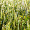 KWS Progas - Hybrider Winterroggen