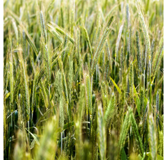 KWS Progas - Hybrider Winterroggen