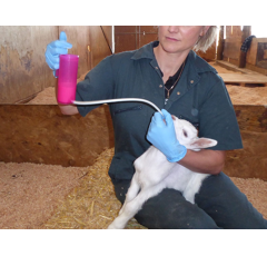 Rehydrateur agneau Trusti Tuber 240 ml - ANTAHI