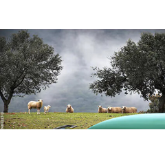 Citerne Souple - Engrais Liquide - 50m³ | CITERNEO