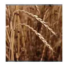 Dinkel - Conforte
