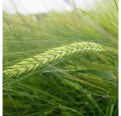 Avalon - Sommergerste