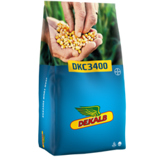 Maïs grain 260 - DKC 3400 - Précoce