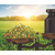 Saatmais - MAS 16.B (S230 K220) MAS SEEDS
