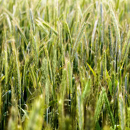 Sommerroggen - SU Vergil ÖKO
