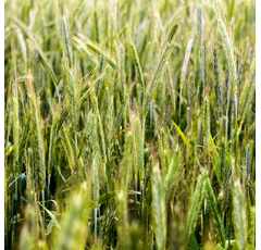 Sommerroggen - SU Vergil ÖKO