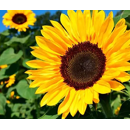 Tournesol fourrager - Freudi