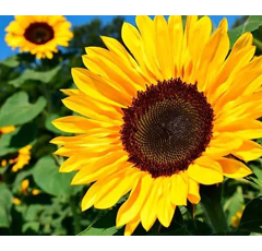 Tournesol fourrager - Freudi