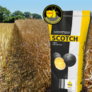 Scotch | Hybrider Winterraps