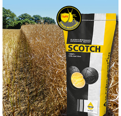 Scotch | Hybrider Winterraps