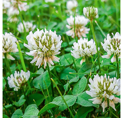 Trèfle d'Alexandrie - Tigri