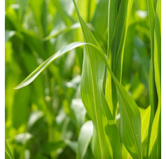 Nutrigeo L | Bodenhilfsstoff