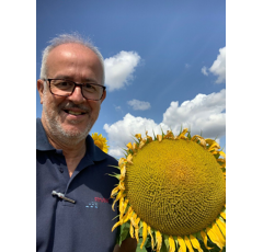 Sonnenblume Low-Oleic (LO), früh - fausto_st