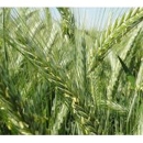 Triticale - RGT Centsac