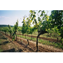 Vinotto® tuteur de plantation pour la viticulture en fibre de verre - 7 mm