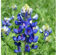 Lupin bleu doux - Regent - BIO