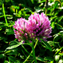 Trèfle de Perse - Ciro - BIO