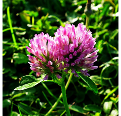 Persischer Klee - Ciro - BIO