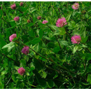 Trèfle violet diploïde - Rozeta - BIO