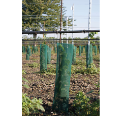 Rebschutznetz Klimawit Light 220 - 50 cm / 60 cm - grün