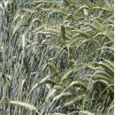 Triticale tardio - Titere - R1 y R2