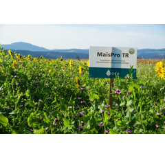 Zwischenfruchtmischung - TerraLife®  MaisPro TR
