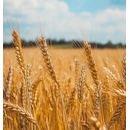 Winterweizen Kamerad