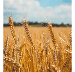 Winterweizen Kamerad