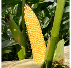 Saatmais - MAS 253.K (S240) MAS SEEDS