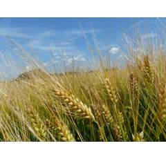 Goldmarie - Wintergerste